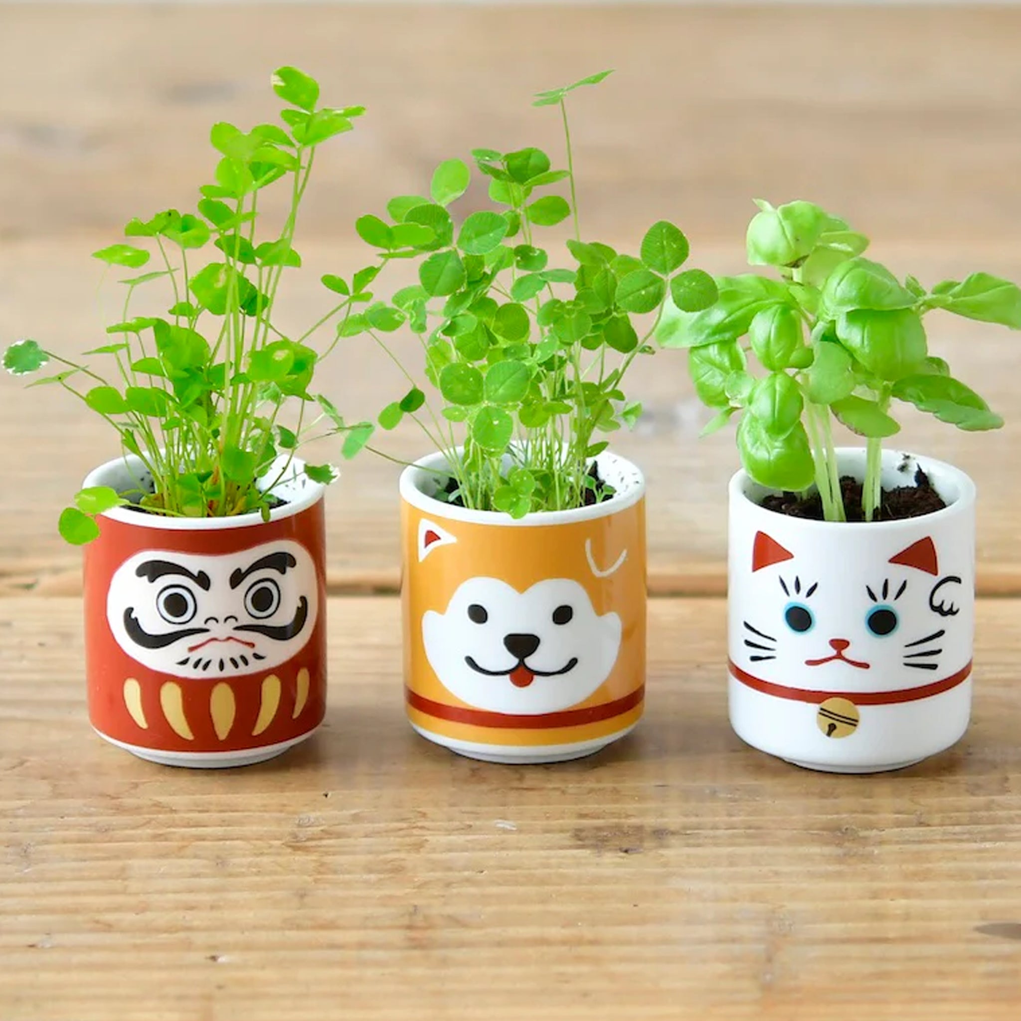 Lucky Plant Ceramic Pot
