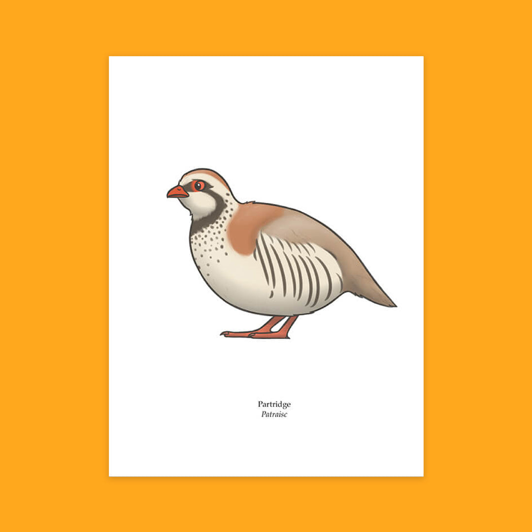 Partridge Greeting Card