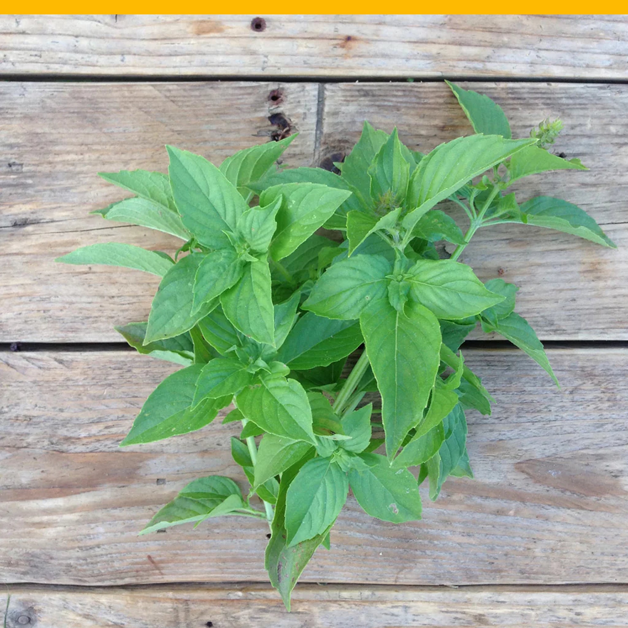 Piccolo Mrs Burns' Lemon Basil