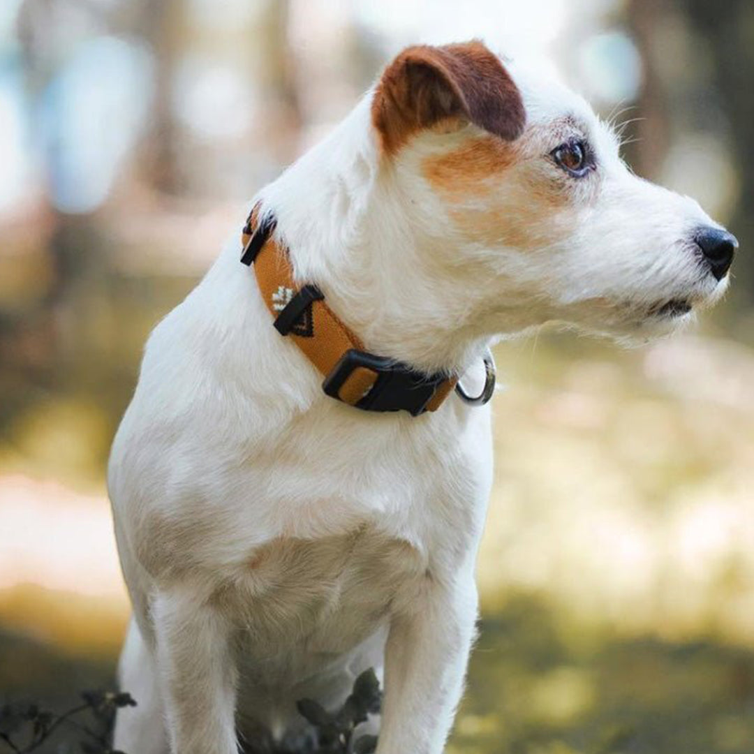 Wooly Wolf Collars Sea-To-Summit Dog
