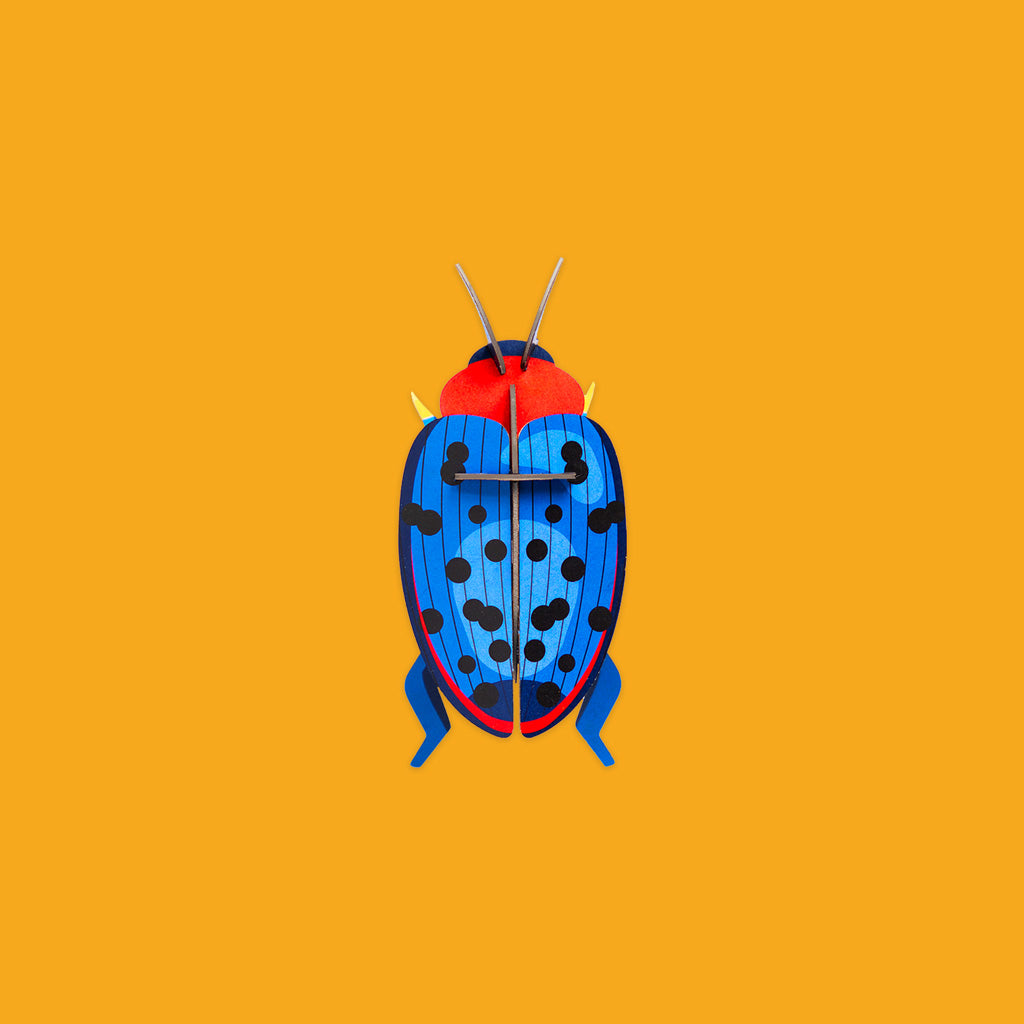 Studio Roof Fungus Beetle