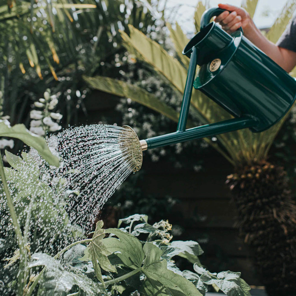 Haws Bearwood Brook 2 Gallon Watering Can Watering a plant