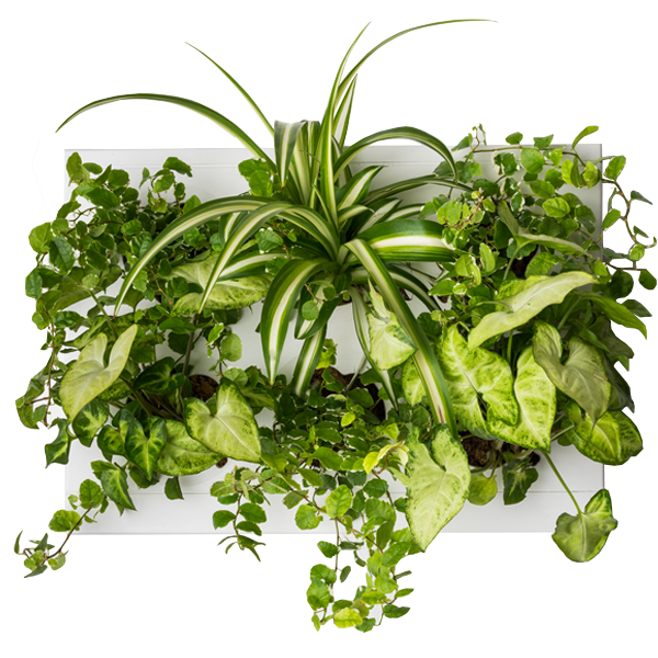 HOH! Vertical Indoor Garden