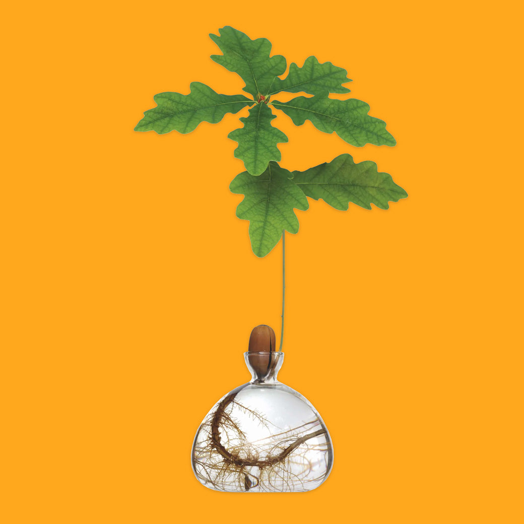 Acorn Vase