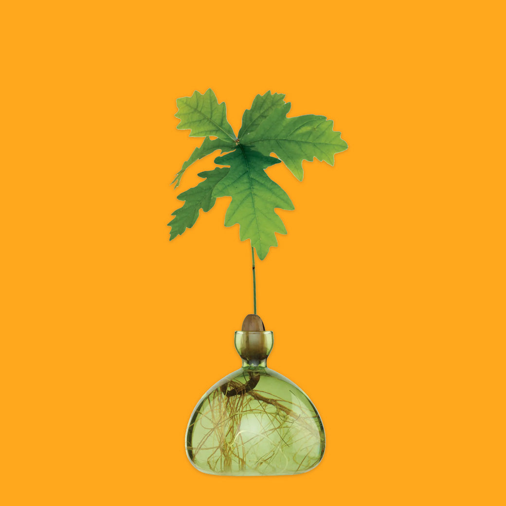 Acorn Vase