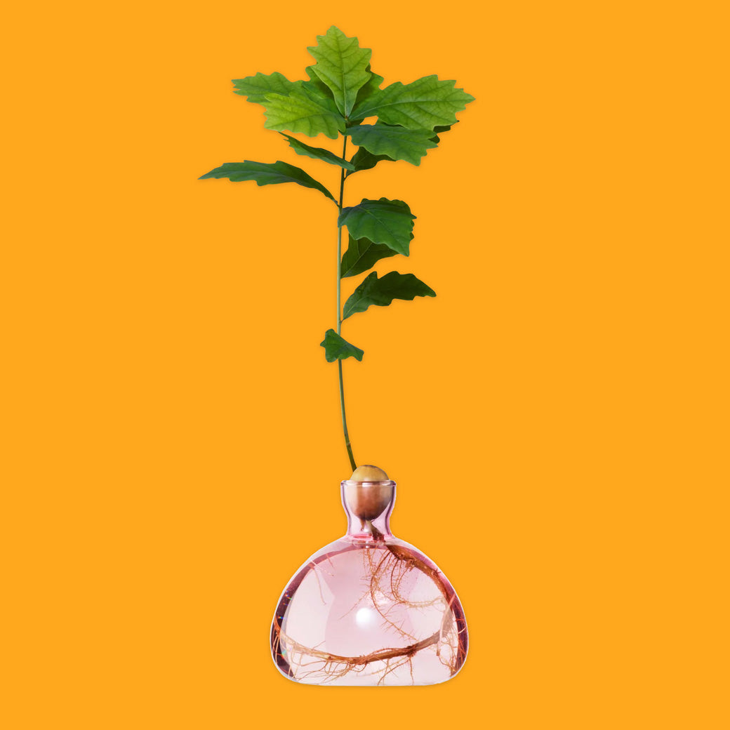 Acorn Vase