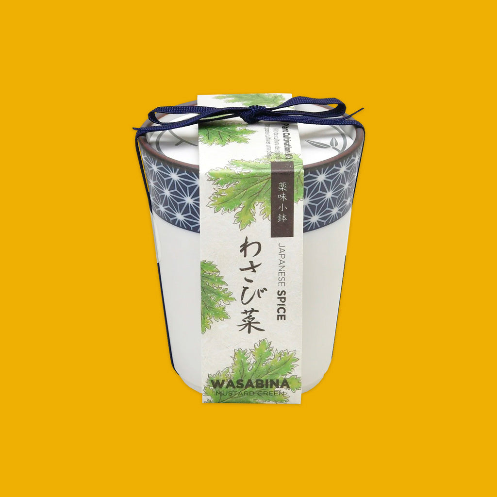 Japanese Spice Wasabina