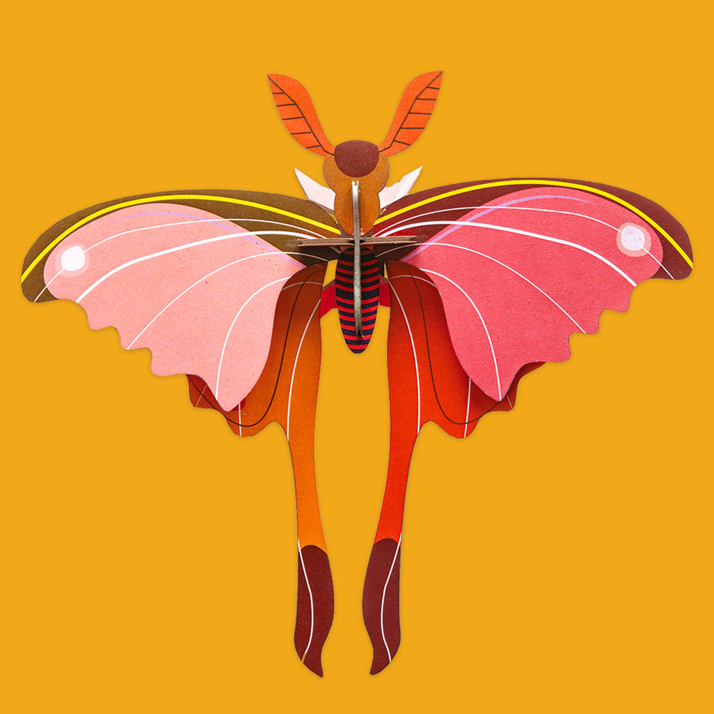 Small Wings Wall Decorations