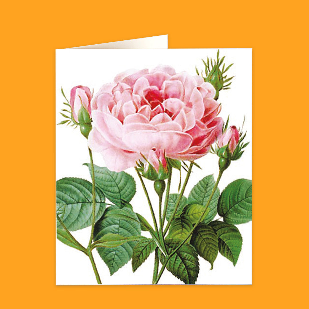 Natural History Museum Cards