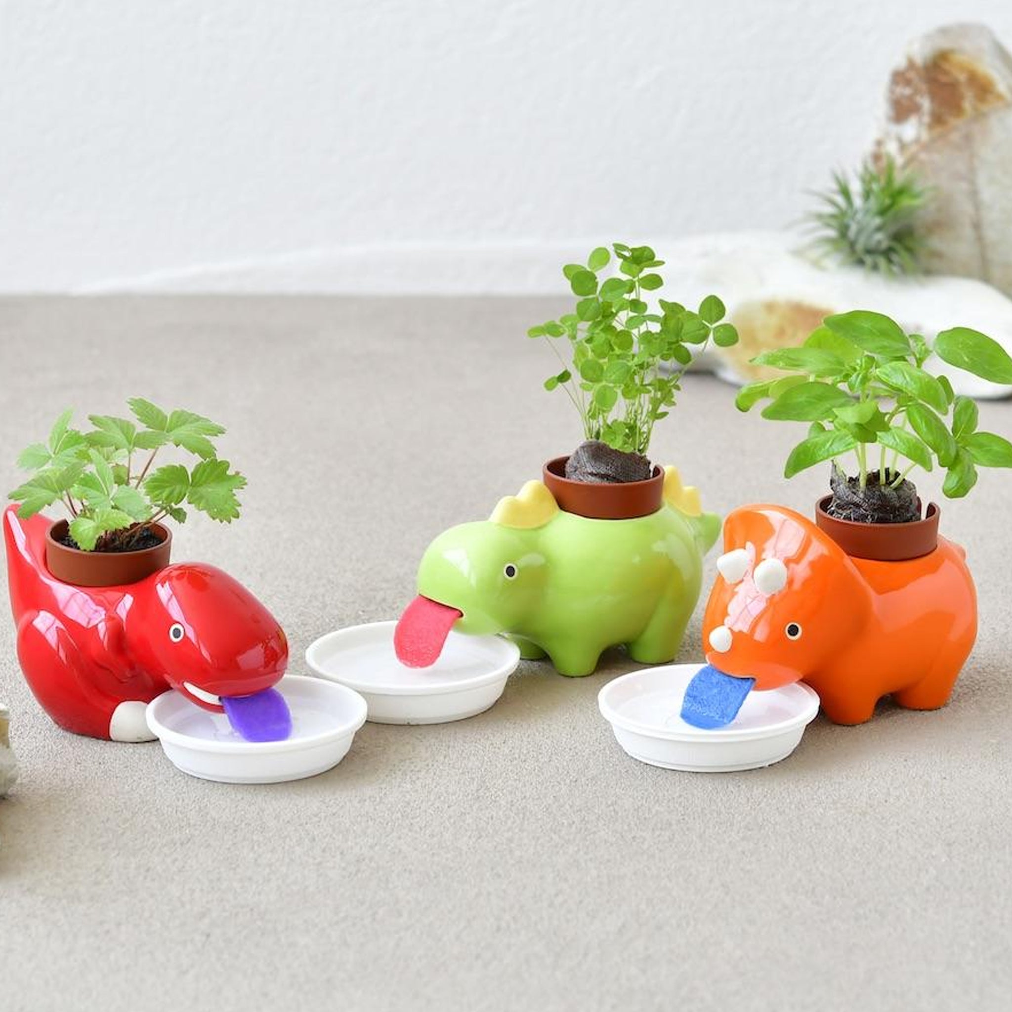 Green Zaurus Plant Kits