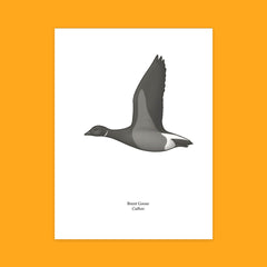 Brent Goose Greeting Card