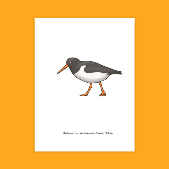 Oystercatcher Greeting Card