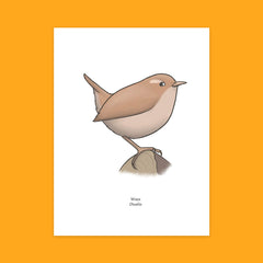 Wren Greeting Card