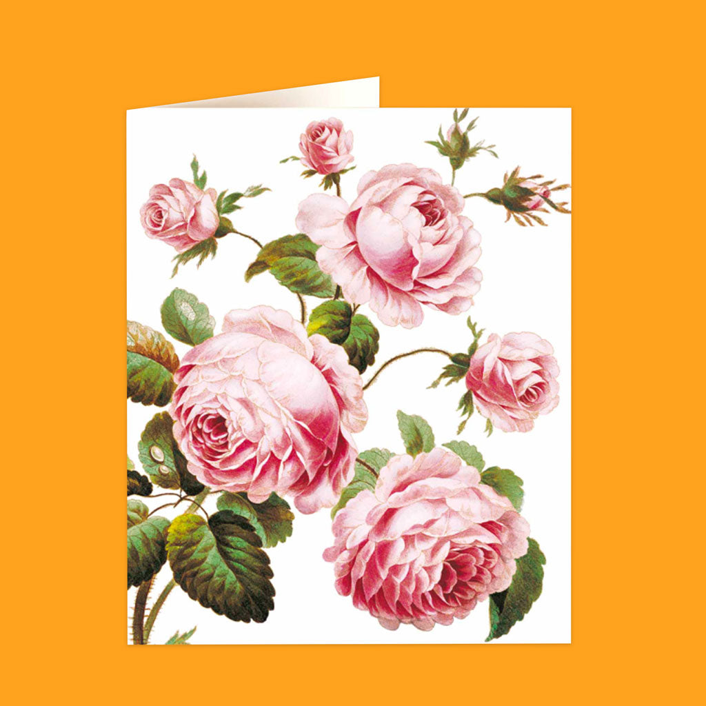 Natural History Museum Cards