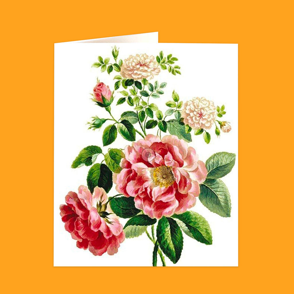 Natural History Museum Cards