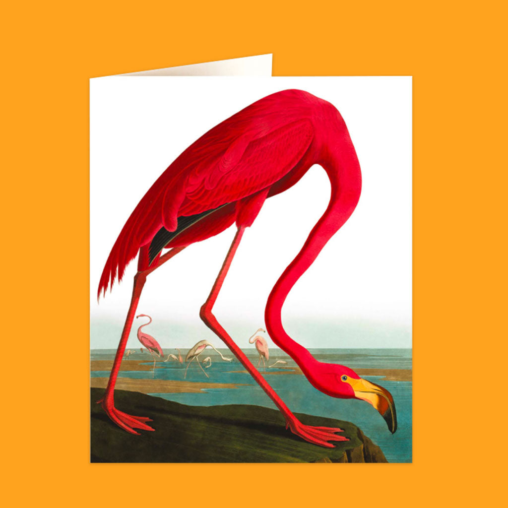 Natural History Museum Cards
