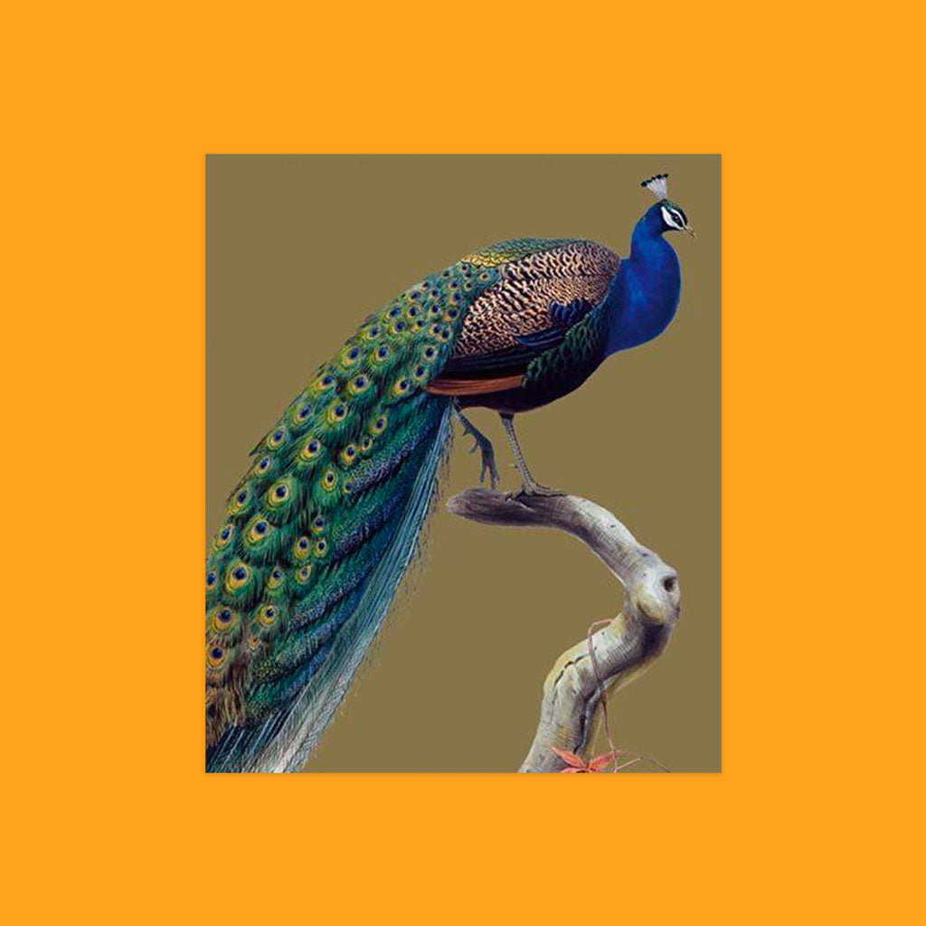 Natural History Museum Cards