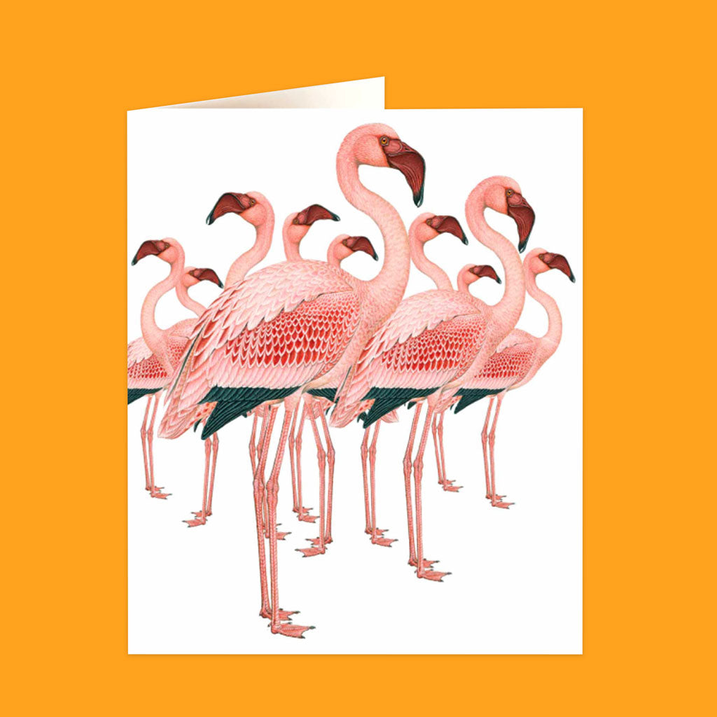 Natural History Museum Cards