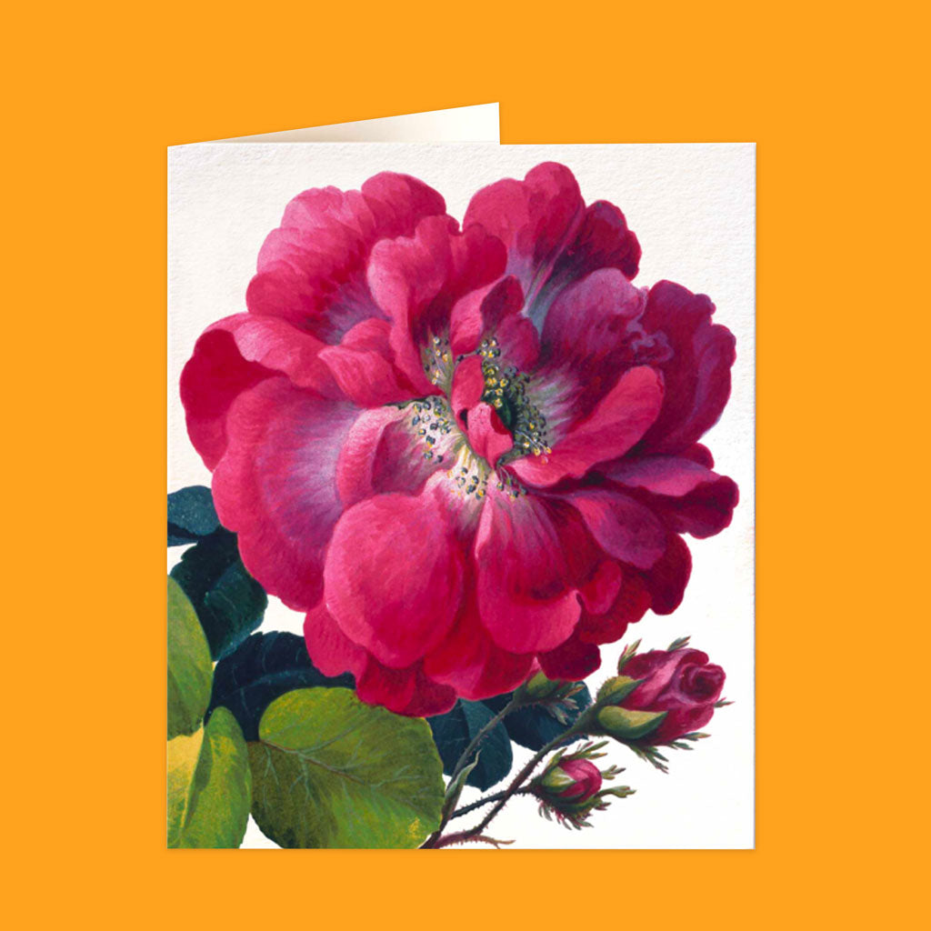 Natural History Museum Cards