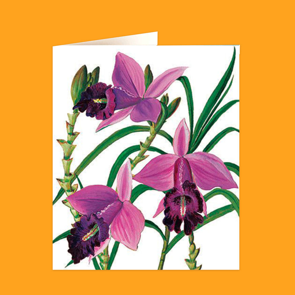 Natural History Museum Cards