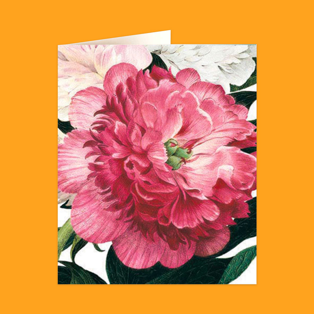 Natural History Museum Cards