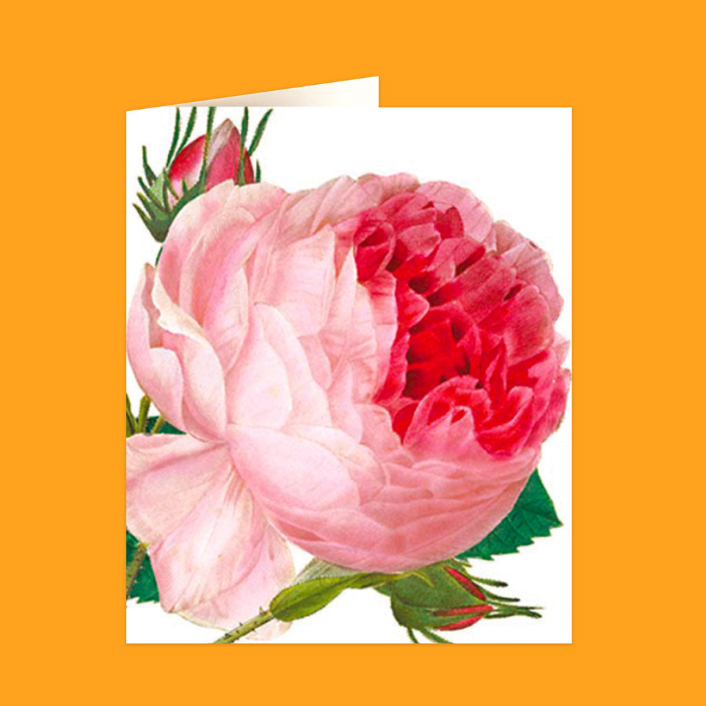 Natural History Museum Cards
