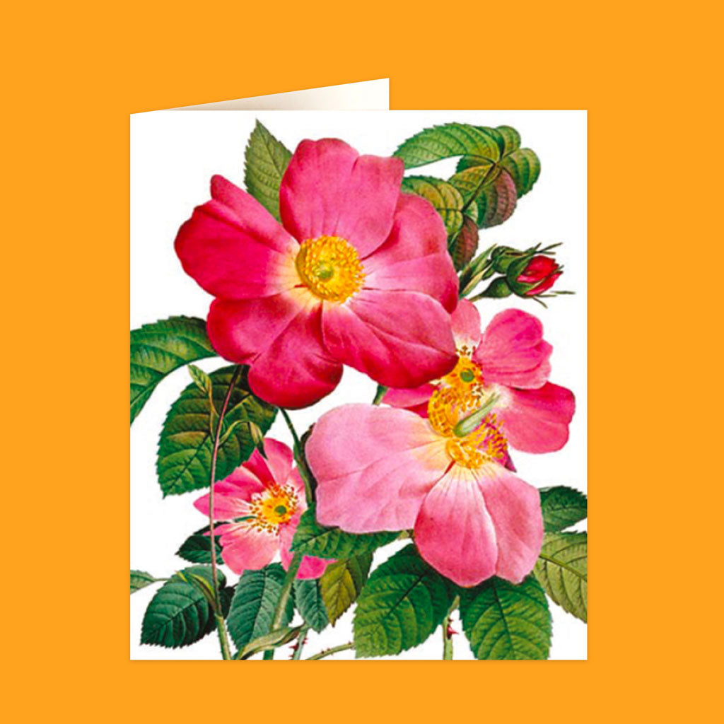 Natural History Museum Cards