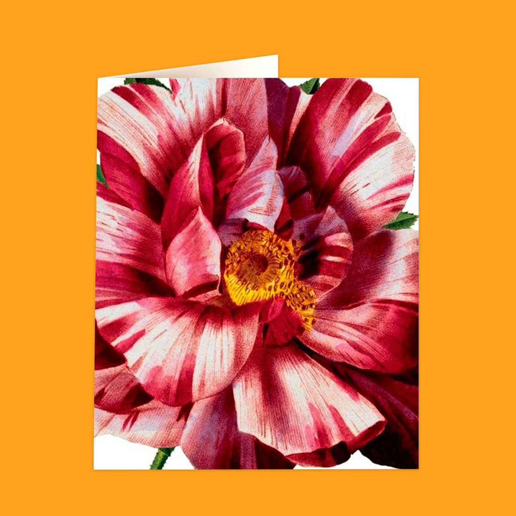 Natural History Museum Cards
