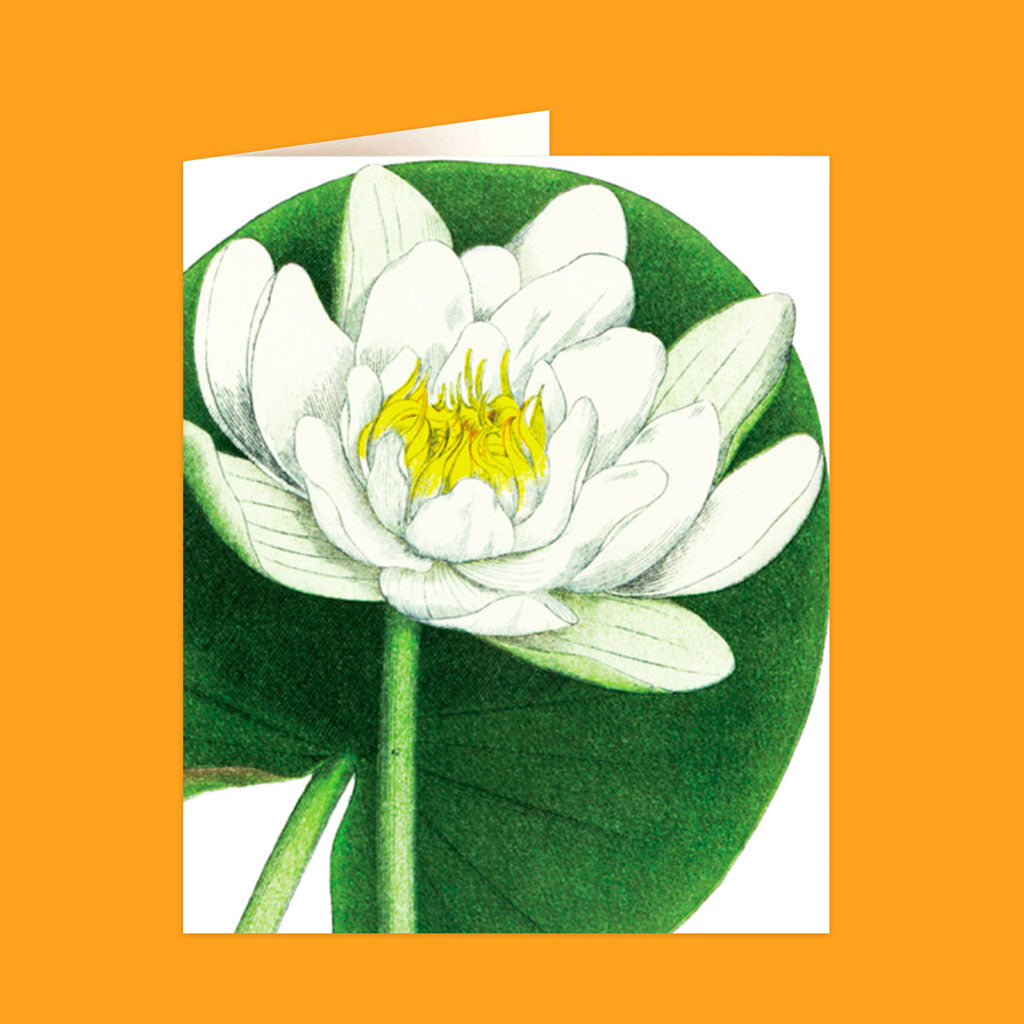 Natural History Museum Cards