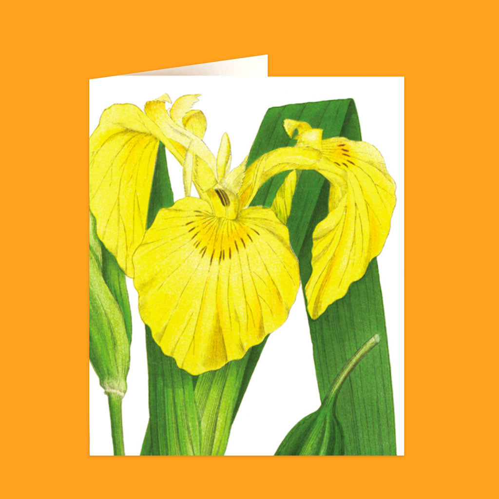 Natural History Museum Cards