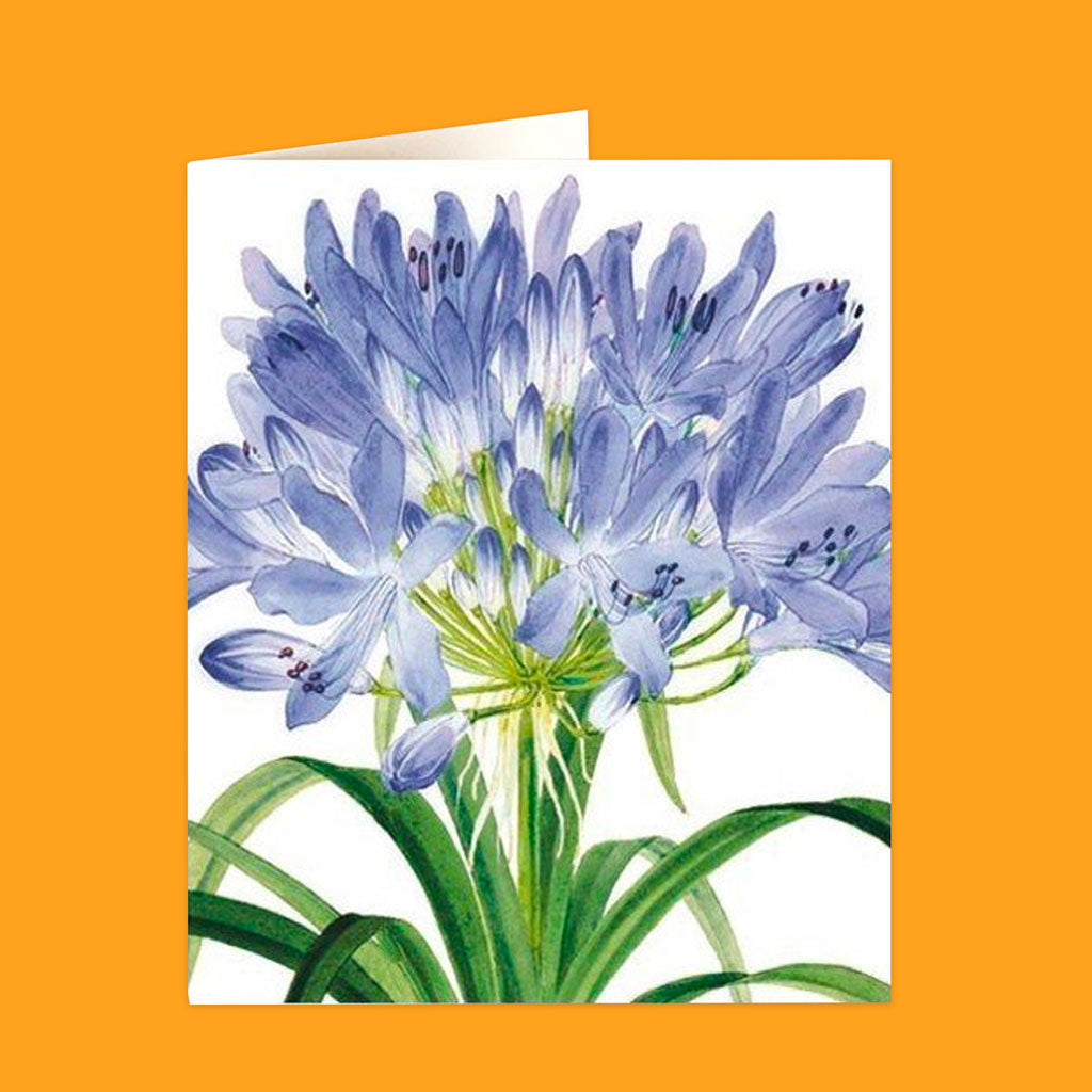 Natural History Museum Cards