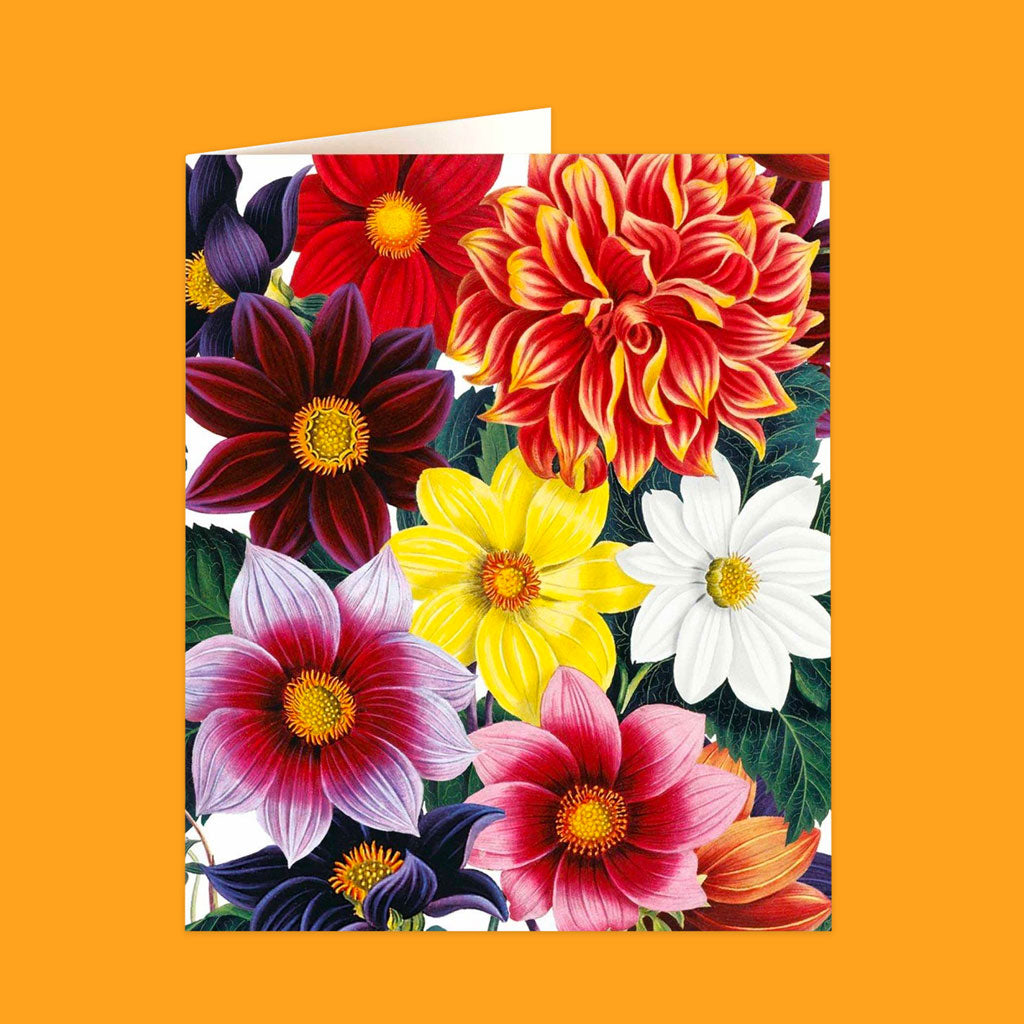 Natural History Museum Cards
