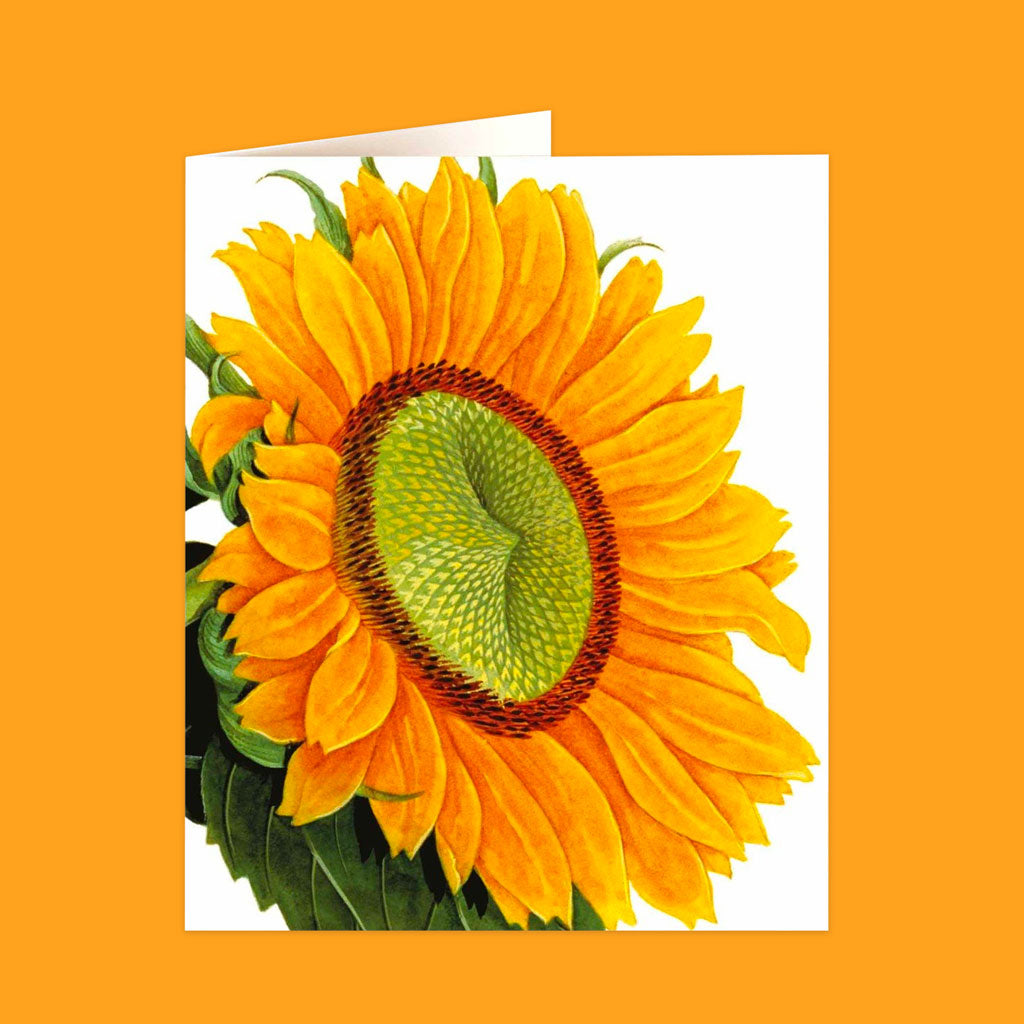 Natural History Museum Cards