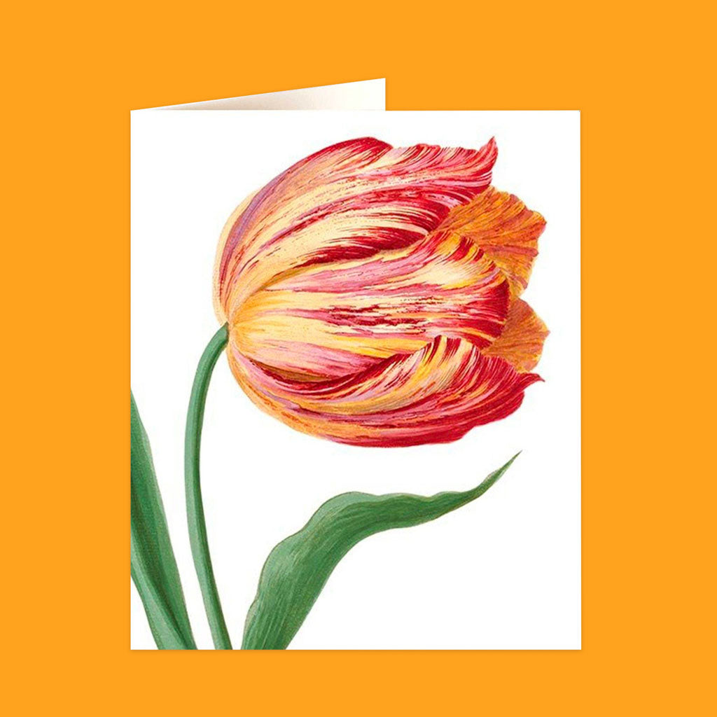 Natural History Museum Cards