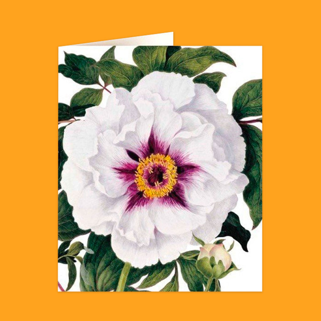 Natural History Museum Cards