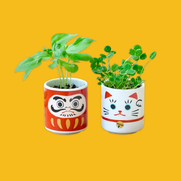 Lucky Plant Ceramic Pot