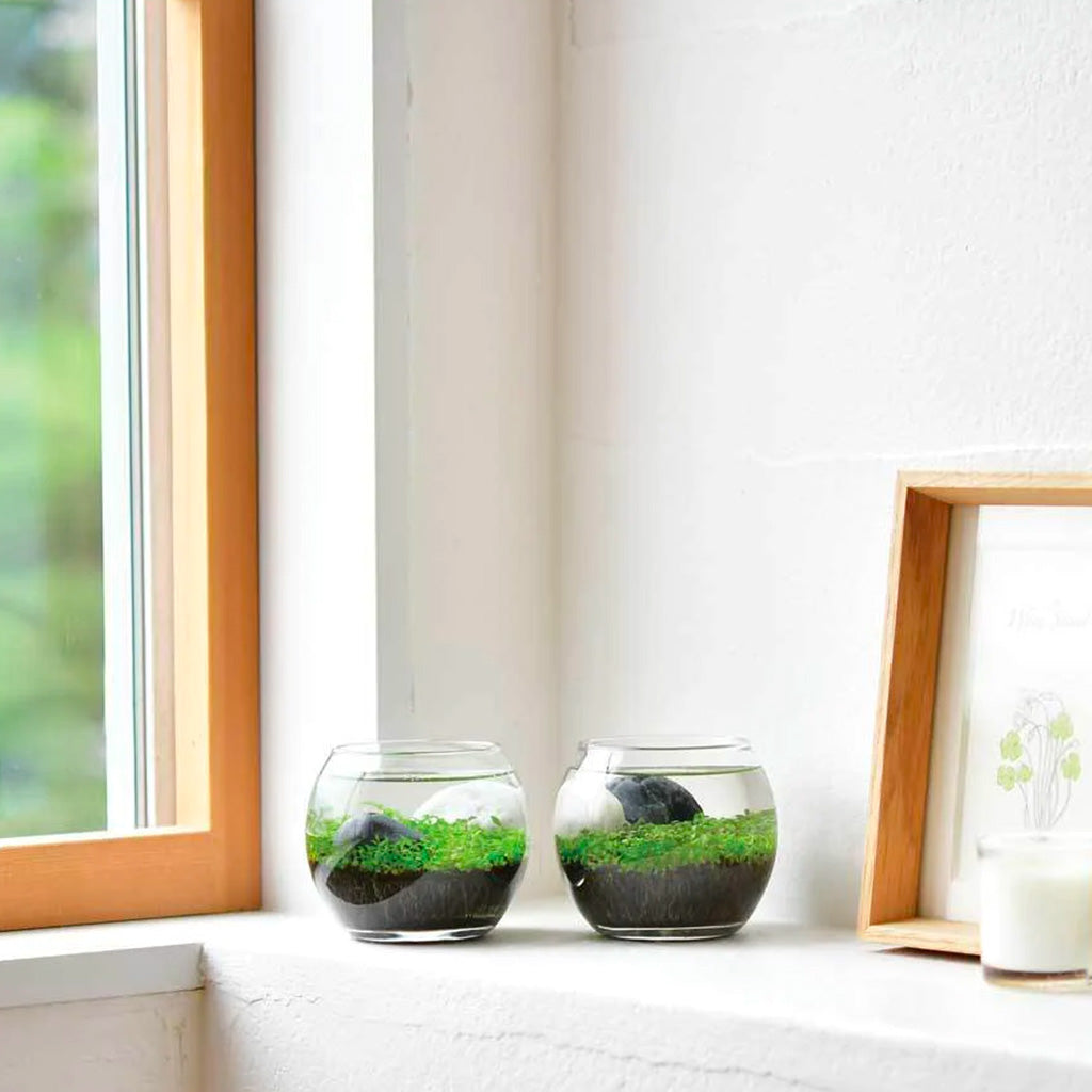 NotedCo Water Garden beside window sill