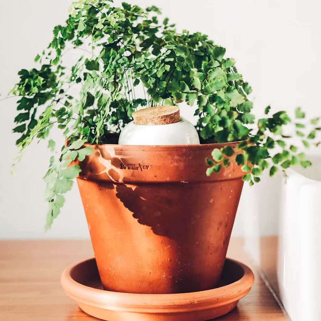 Pepin Water Diffuser in planter