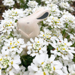 T-Lab Pole Pole Rabbit amongst flowers